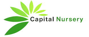Capital Nursery